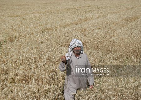 إنجاز زراعي غير مسبوق.. 14.1 مليون طن قمح في إيران رغم التحديات