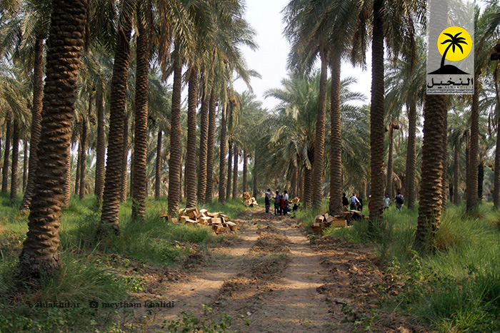 ما الذي يجري في صناعة التمور بخوزستان؟