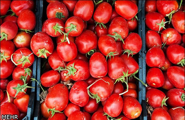 ضبط اکثر من 385 طناً من الطماطم في الحدود الخوزستانیة