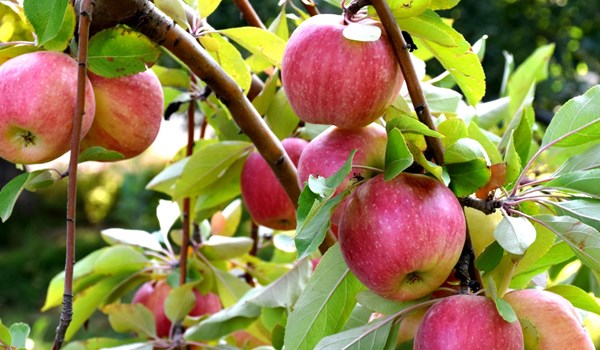 ايران الرابعة عالمياً في إنتاج التفاح، ما هي حصة خوزستان؟