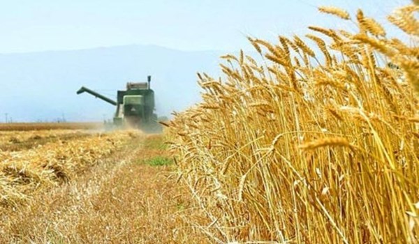 ايران تحقق الاكتفاء الذاتي في انتاج القمح رغم اجراءات الحظر