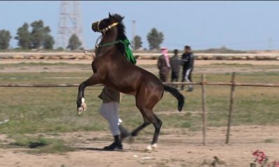بطولة جمال الخیول العربیة الأصیلة في قریة المراونة