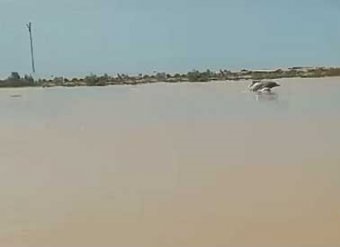 ظهور ‘دولفين’ فى نهر كارون اثر سيول خوزستان الغزيرة