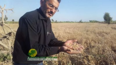 تقرير مصور | معاناة مزارعي القمح في قرية محمد غضبان کعب عمیر