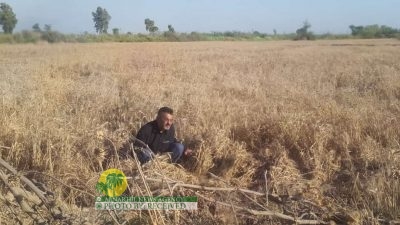 تقرير مصور | معاناة مزارعي القمح في قرية محمد غضبان کعب عمیر