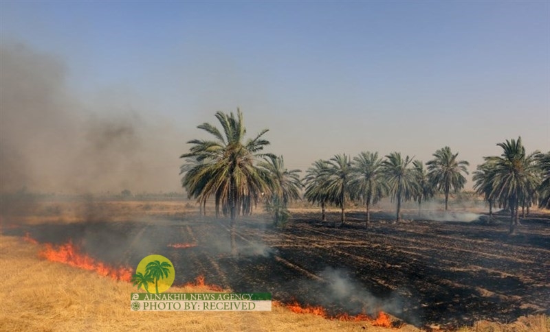 اتهام السعودية بحرق 60 % من محاصيل القمح في العراق