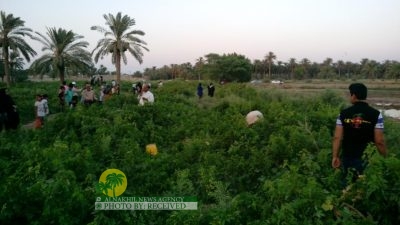 تقرير مصور | مهرجان قطف عناقيد العنب في قرية "غزاوية"