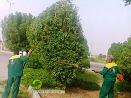 بلدیة الاهواز تؤکد علی تشذيب أشجار كنوکاربوس في الاهواز بنهاية الصيف