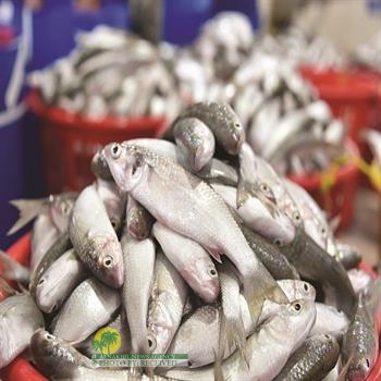 ارتفاع أسعار السمك في الأسواق.. ومواطنون يكشفون السبب