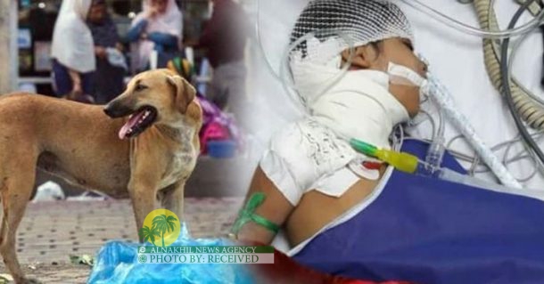 بعد هجوم کلبین ضالین علی طفلة في المحمرة،السلطات تنفذ المرحلة الأولى من تعقيم الكلاب الضالة