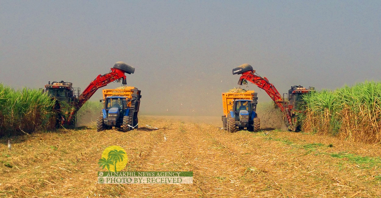 انطلاق حصاد محصول قصب السكر في خوزستان