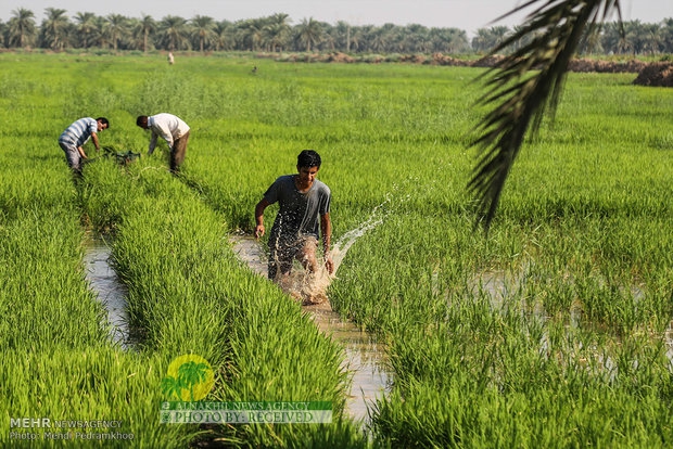 زراعة الأرز بعد 40 عاما في المحمره