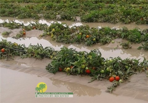 الامطار الاخیرة تخلف اضرارا بقیمة 147 ملیارریال بمزارع الفلاحیة