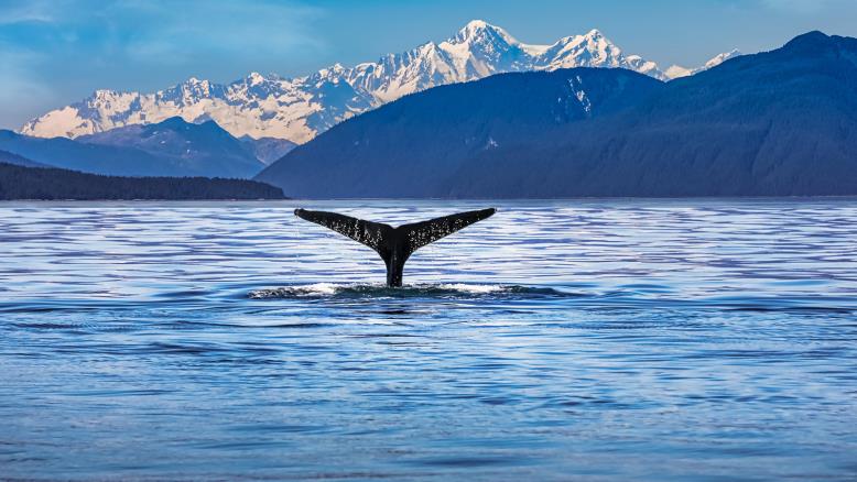 استخدم زيتها للإضاءة وصناعات أخرى.. هل أنقذ النفط الحيتان من الانقراض؟