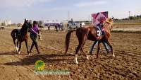 انطلاق سباق الخيول العربية الأصیلة في الأهواز