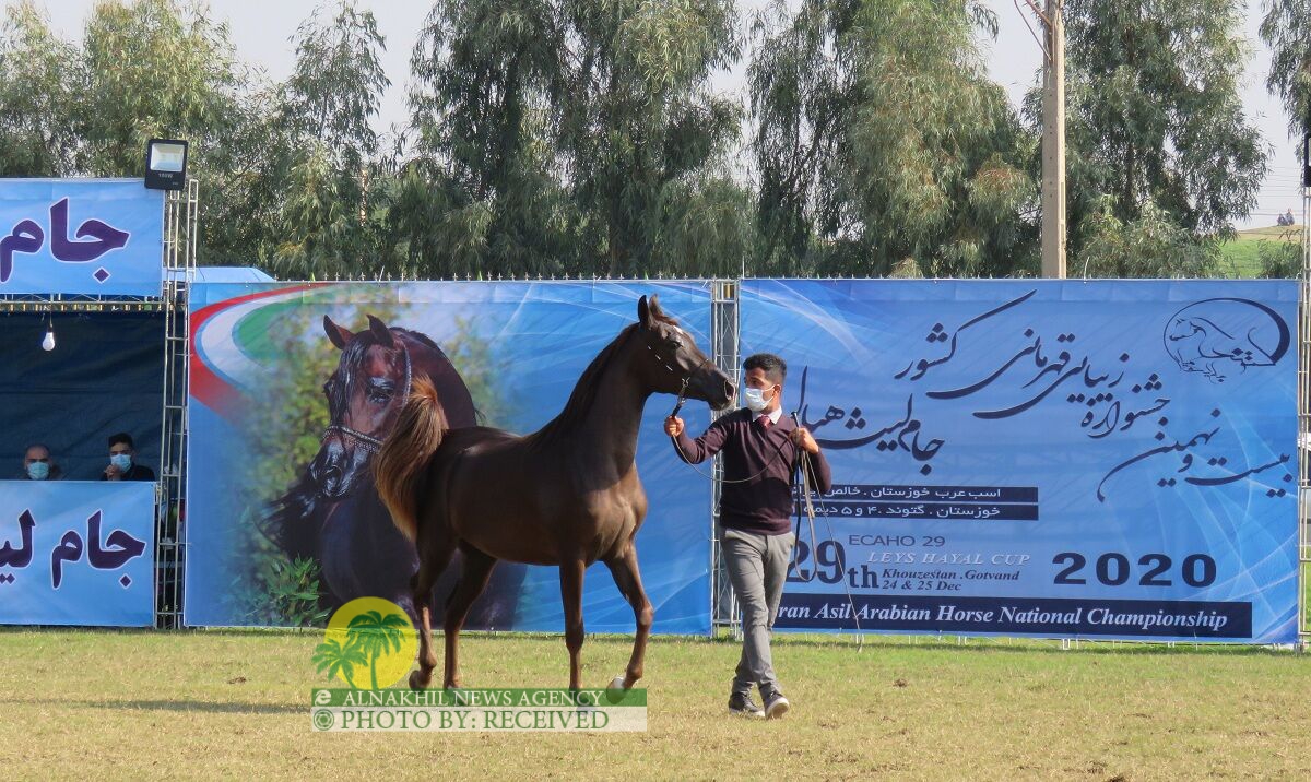 خوزستان تحتل المرکز الاول في مسابقات جمال الخيول العربیة في غتوند