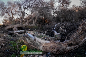 تدمير الغطاء النباتي في منتزه الكرخة الوطني + صور