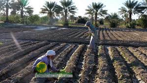 تطويرمخطط زراعي متوافق مع ندرة المياه في خوزستان