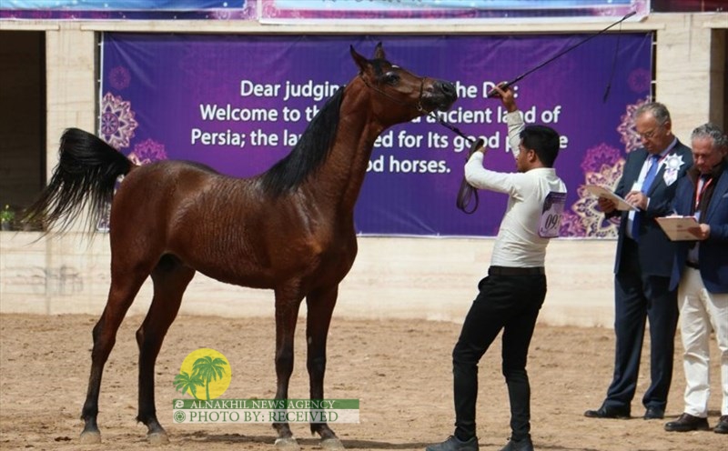 انطلاق المهرجان الوطني لجمال الخیول العربية الأصيلة في دزفول