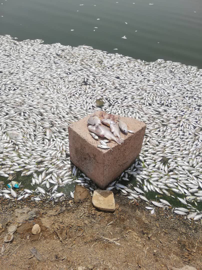 نفوق الأسماك في بحيرة الملح بمدینة ماهشهر + صور