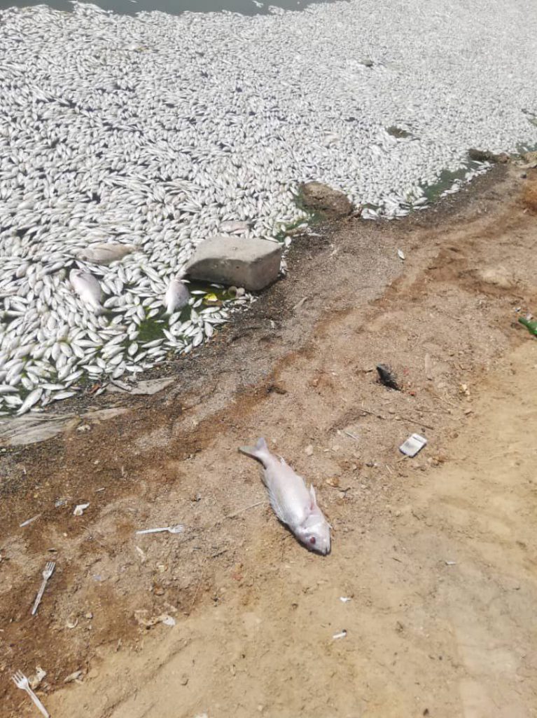 نفوق الأسماك في بحيرة الملح بمدینة ماهشهر + صور