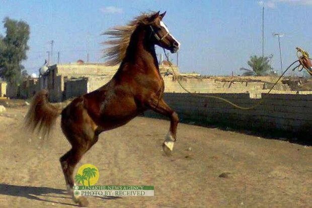 خوزستان موطن الخیول الاصیلة في ایران