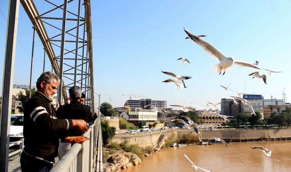 الطيور المهاجرة تبدأ بالتوافد الی الجسر الهلالي في الأهواز..والسلطات تؤکد ضرورة استثمار هذا الجذب السياحي والترفيهي