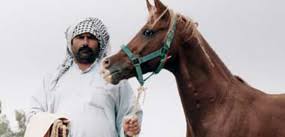 تربية الخيول النقية في محافظة خوزستان