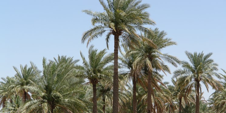 الأرصاد الجوية: درجة الحرارة في خوزستان ستنخفض بمقدار 1 إلى 2 درجة مئوية اعتبارًا من اليوم