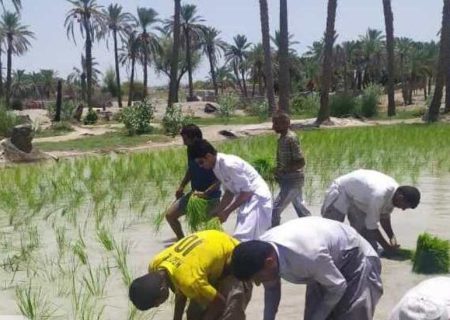 خوزستان.. الثالثة في انتاج الأرز، هذا العام