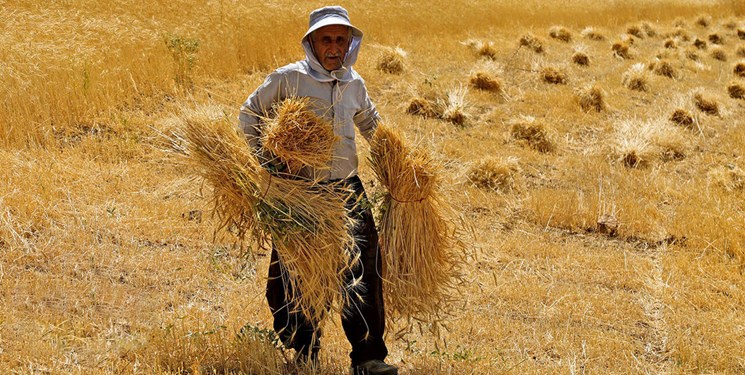 سداد 20 ألف مليار تومان من مطالب مزارعي القمح في خوزستان
