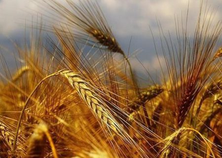 زيادة إنتاج القمح أربعة أضعاف في خوزستان بالطرق العلمية