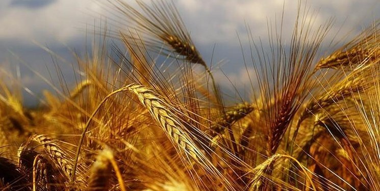 زيادة إنتاج القمح أربعة أضعاف في خوزستان بالطرق العلمية