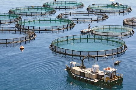 محافظ خوزستان: المحافظة تتمتع بقدرات جیدة في توليد فرص العمل من خلال إنتاج الأسماك في الأقفاص وفي البحر