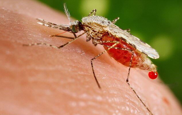 تحديد هوية شخصين مصابين بمرض الملاريا في الأهواز