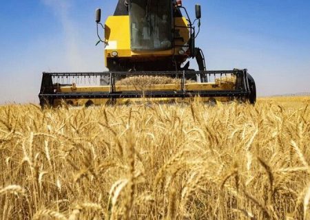 جهاد الزراعة تتوقع حصاد 1.8 مليون طن من القمح من حقول خوزستان