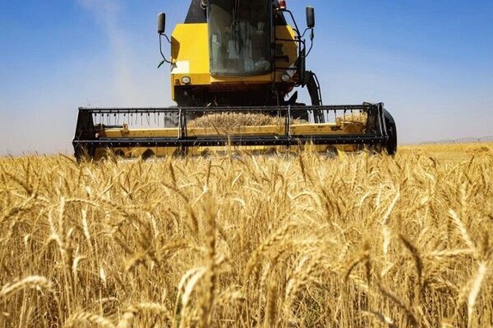 جهاد الزراعة تتوقع حصاد 1.8 مليون طن من القمح من حقول خوزستان