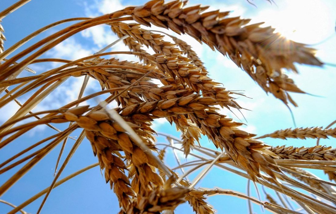 حصاد 51 طناً من القمح من حقول خوزستان