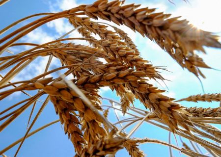 حصاد 51 طناً من القمح من حقول خوزستان