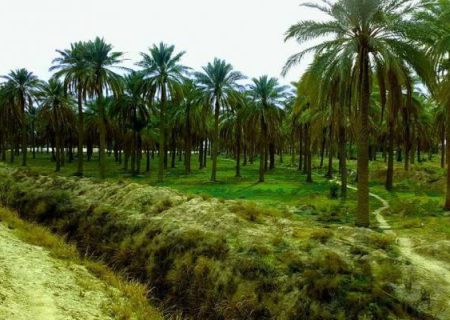 نخيل وزيتون ورمان.. خطة لتحويل العراق من أرضٍ قاحلة إلى خضراء بـ5 ملايين شجرة