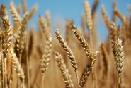 سداد مستحقات مزارعي القمح في خوزستان حتى بداية الأسبوع المقبل