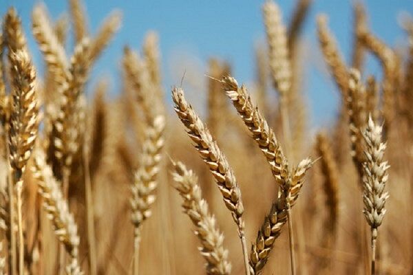 سداد مستحقات مزارعي القمح في خوزستان حتى بداية الأسبوع المقبل