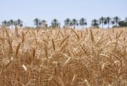 مشتریات القمح الفائض عن حاجة المزارعین في خوزستان، بلغت 753836 طنًا