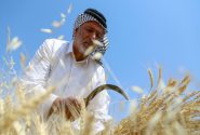 مزارعو القمح في خوزستان بانتظار سداد مستحقاتهم