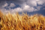 حصاد 50% من القمح في خوزستان والقلق یسود السلطات عقب الامطار التي حالت دون استکمال الحصاد