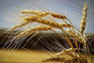 بدء سداد مستحقات مزارعي القمح في خوزستان