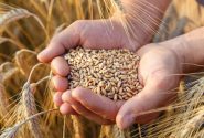 تخصيص 1500 مليار تومان لتغطية احتياجات مزارعي القمح في خوزستان