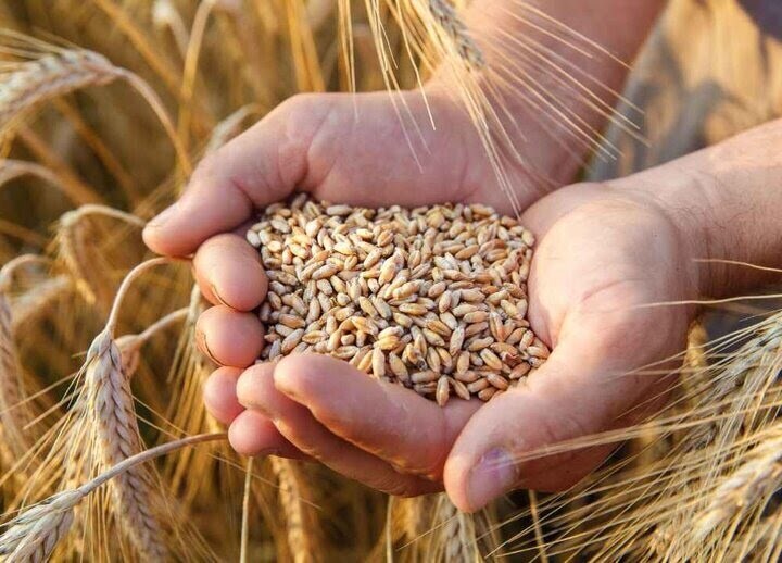 تخصيص 1500 مليار تومان لتغطية احتياجات مزارعي القمح في خوزستان