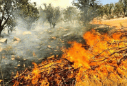 مسؤول: 90% من أسباب الحرائق في خوزستان، سببها عوامل بشرية