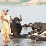 تقرير مصور…تربية الجواميس في الأهواز - صورة 3